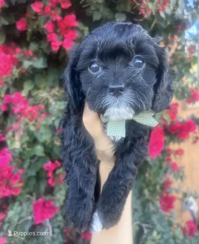 Gunner  – Cavapoo puppy for sale in Minneapolis, MN