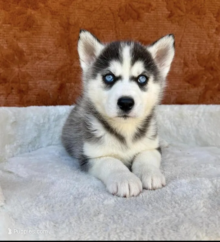 Nyteri – Siberian Husky puppy for sale in Minneapolis, MN