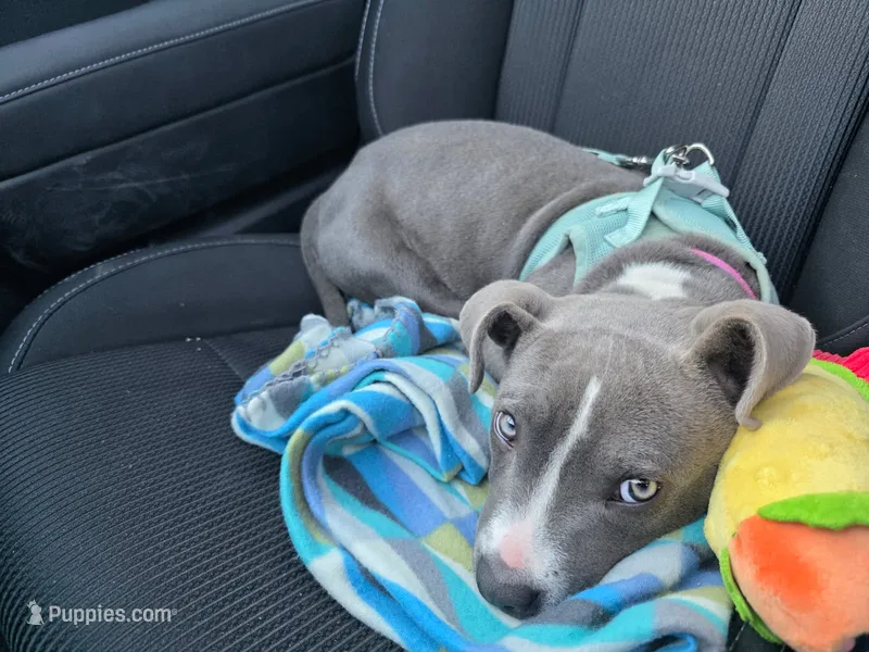 Mabel  – American Pit Bull Terrier puppy for sale in Minneapolis, MN