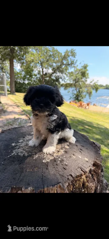 Pepper *registered * – Miniature Schnauzer puppy for sale in Minneapolis, MN
