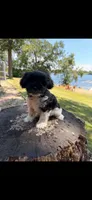 Pepper *registered *, a female Miniature Schnauzer for sale in Minneapolis, MN – 1 of 1