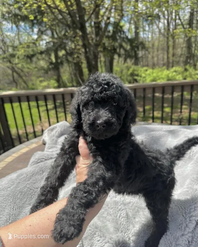 Barkley  – Goldendoodle puppy for sale in Minneapolis, MN