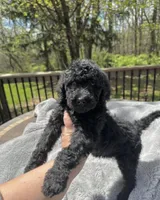 Barkley , a male Goldendoodle for sale in Minneapolis, MN – 1 of 1