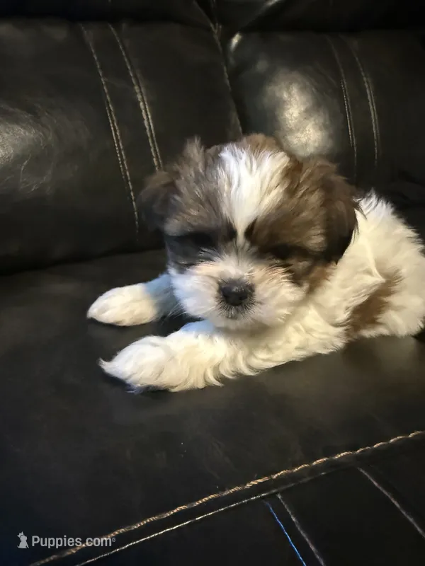 Tyson  – Shih Tzu puppy for sale in Minneapolis, MN