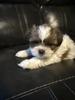 Tyson , a male Shih Tzu for sale in Minneapolis, MN – 1 of 4