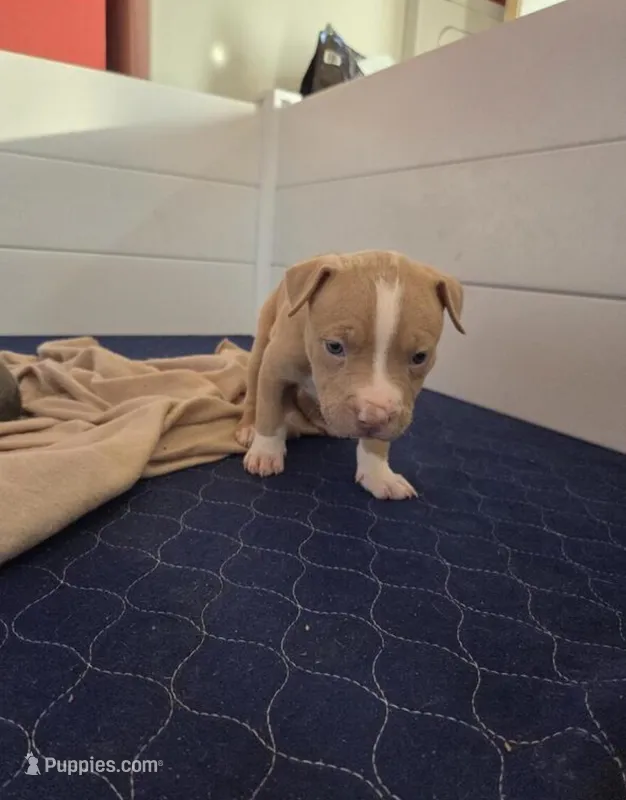 remy – American Pit Bull Terrier puppy for sale in Minneapolis, MN