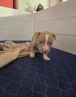 remy, a male American Pit Bull Terrier for sale in Minneapolis, MN – 1 of 2