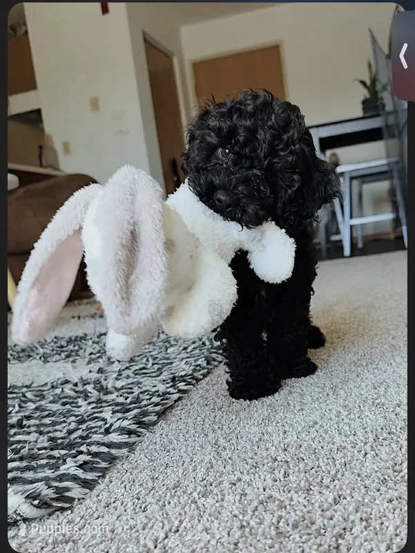 Sage – Cavapoo puppy for sale in Minneapolis, MN