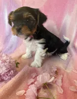 parti , a male Yorkshire Terrier for sale in Minneapolis, MN – 1 of 1