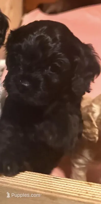 Franklin  – Cavapoo puppy for sale in Minneapolis, MN
