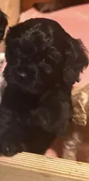 Franklin , a male Cavapoo for sale in Minneapolis, MN – 1 of 1