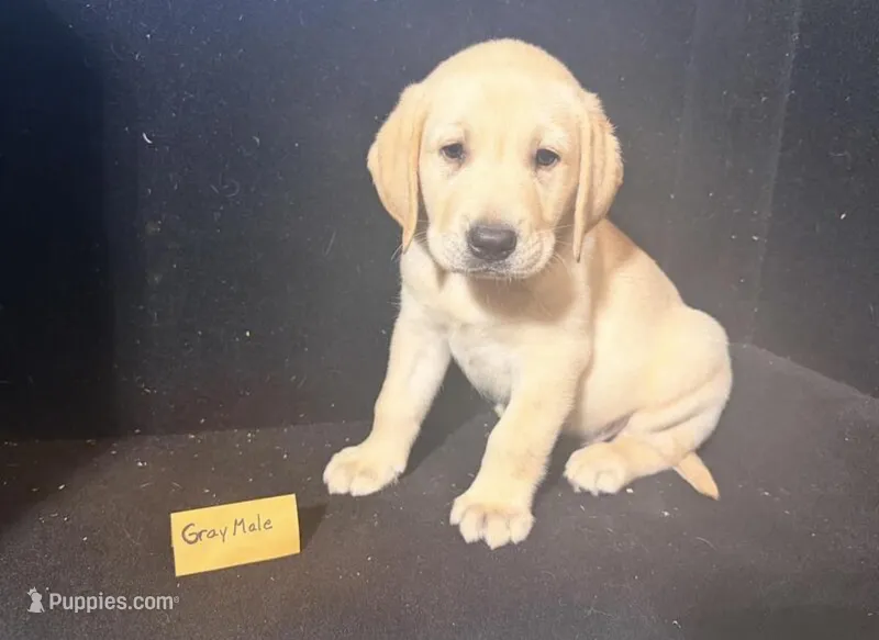 Kanan – Labrador Retriever puppy for sale in Minneapolis, MN