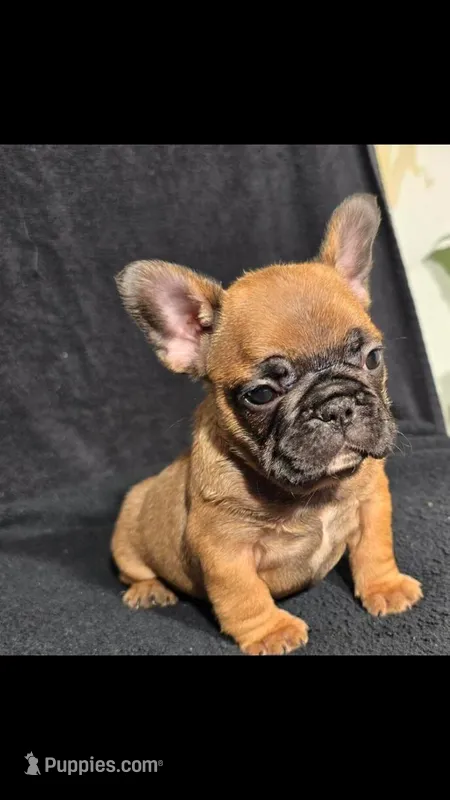 Betsy – French Bulldog puppy for sale in Minneapolis, MN