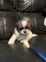 Tyson , a male Shih Tzu for sale in Minneapolis, MN – 4 of 4