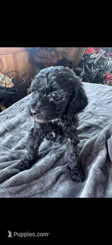 Kingsley , a male Cavapoo for sale in Minneapolis, MN – Photo 1 of 1