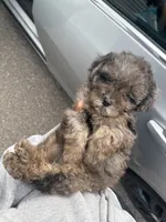 Chip, a male Maltipoo for sale in Minneapolis, MN – 1 of 2