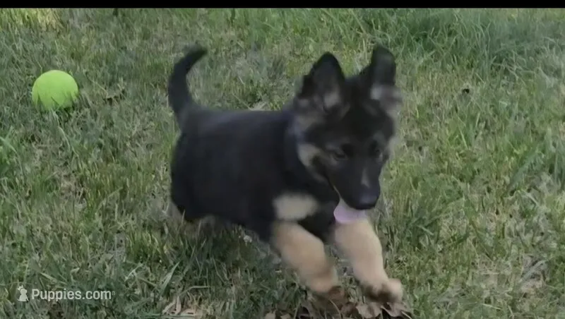 Alani – German Shepherd Dog puppy for sale in Minneapolis, MN