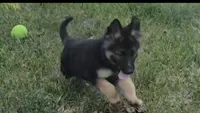 Alani, a female German Shepherd Dog for sale in Minneapolis, MN – 1 of 1