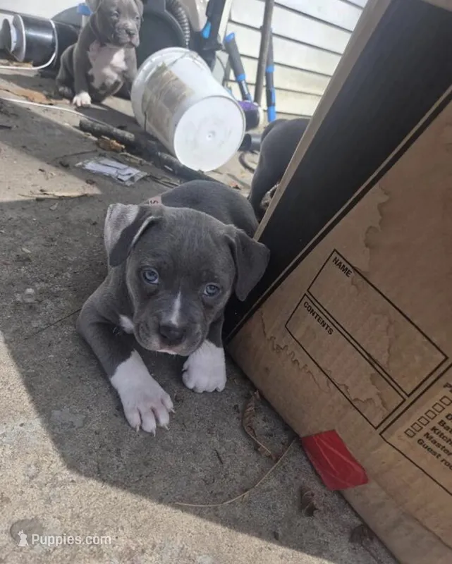 Junior  – American Bully puppy for sale in Minneapolis, MN