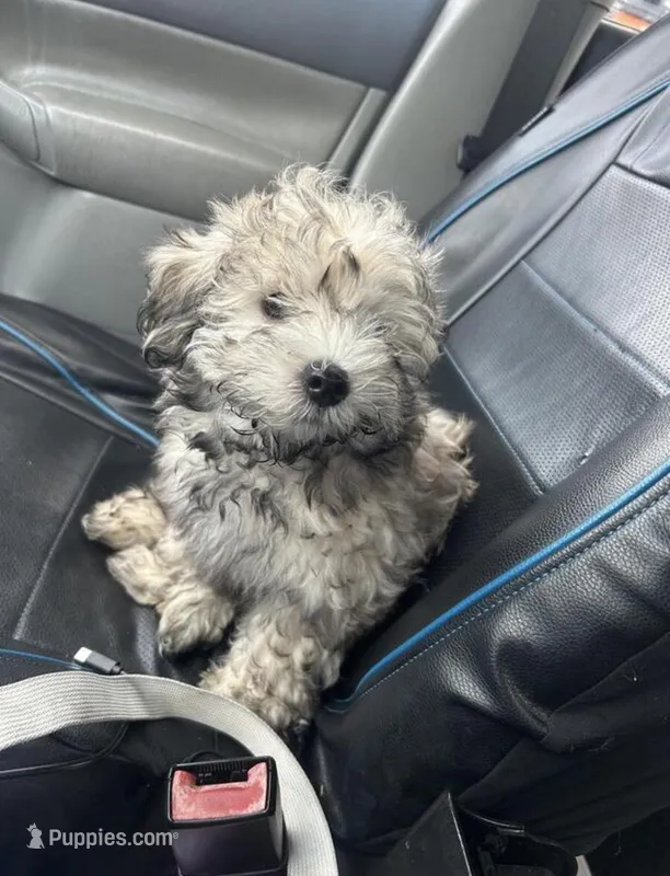 bubba – Havanese puppy for sale in Minneapolis, MN