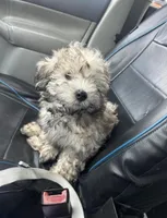bubba, a male Havanese for sale in Minneapolis, MN – 1 of 1