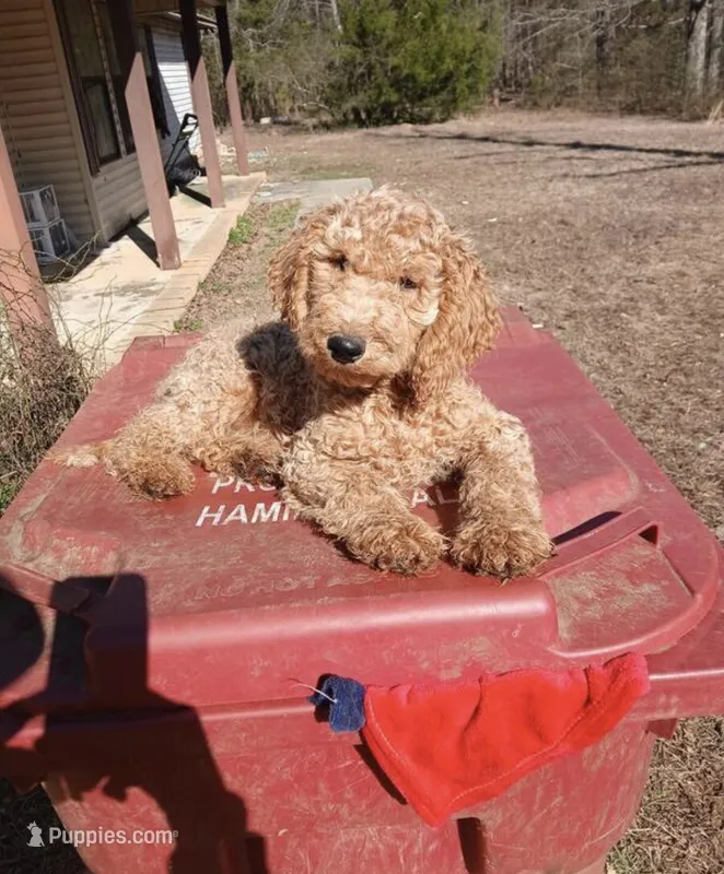 Quinn – Goldendoodle puppy for sale in Minneapolis, MN