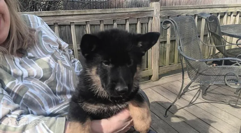 Doja – German Shepherd Dog puppy for sale in Minneapolis, MN