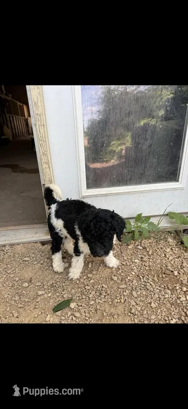Kayda  – Goldendoodle puppy for sale in Minneapolis, MN