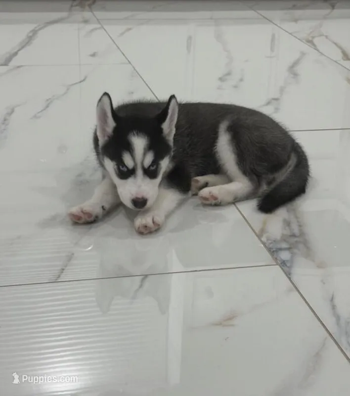 Lily – Siberian Husky puppy for sale in Minneapolis, MN