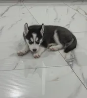 Lily, a male Siberian Husky for sale in Minneapolis, MN – 1 of 1