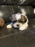 Tyson , a male Shih Tzu for sale in Minneapolis, MN – 3 of 4