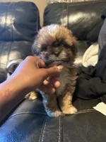 Ryder , a male Shih Tzu for sale in Minneapolis, MN – 2 of 2