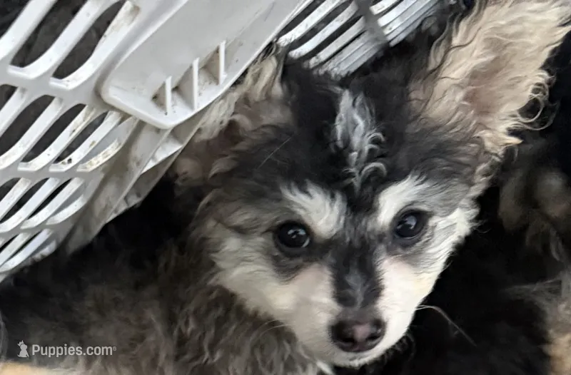 Lola – Poodle - Toy , Pomsky puppy for sale in Minneapolis, MN