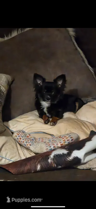 poppi – Chihuahua puppy for sale in Minneapolis, MN