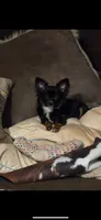 poppi, a male Chihuahua for sale in Minneapolis, MN – 1 of 1
