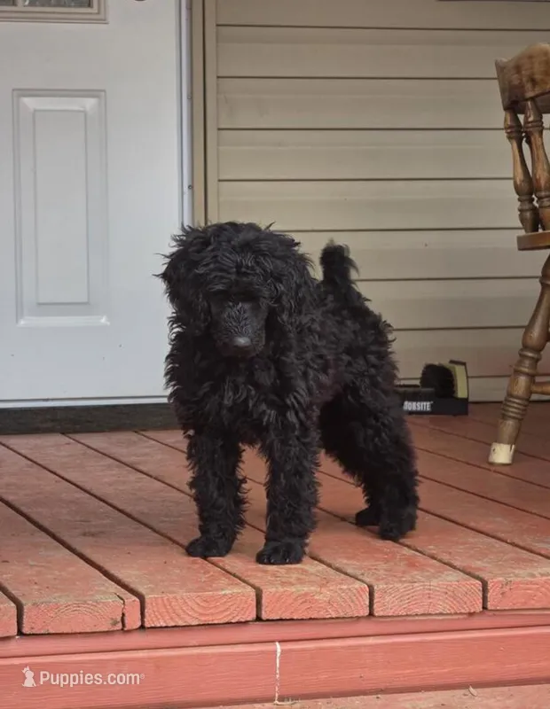 Pinto bean  – Poodle - Miniature  puppy for sale in Minneapolis, MN