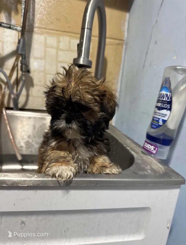 Denver  – Shih Tzu puppy for sale in Minneapolis, MN