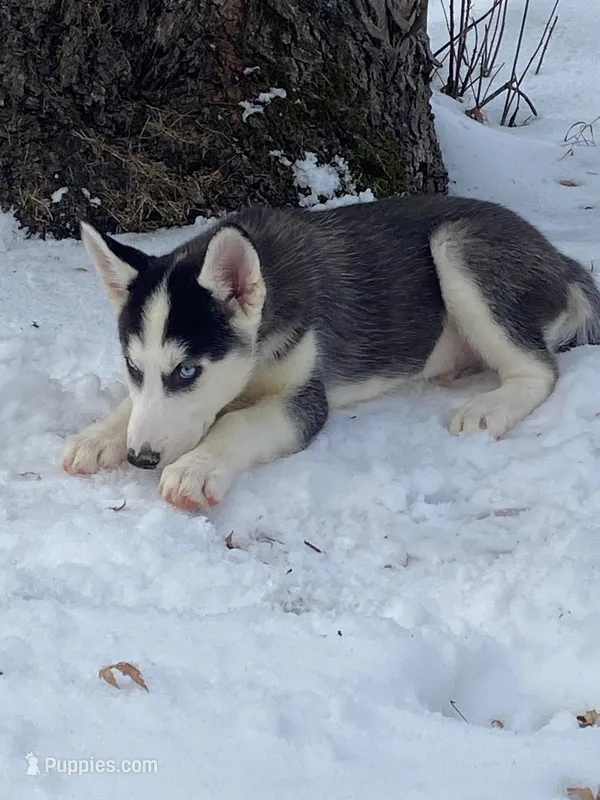 Bo , a male Siberian Husky for sale in Minneapolis, MN – Photo 1 of 1