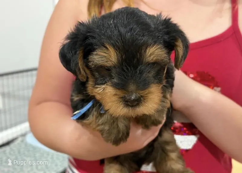 Mister  Pete  – Yorkshire Terrier puppy for sale in Minneapolis, MN