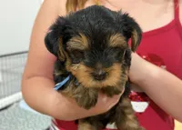 Mister  Pete , a male Yorkshire Terrier for sale in Minneapolis, MN – 1 of 1