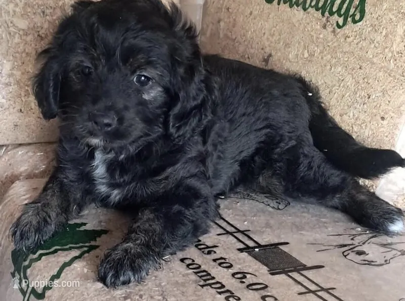 Mercedes  – Miniature Aussiedoodle puppy for sale in Minneapolis, MN