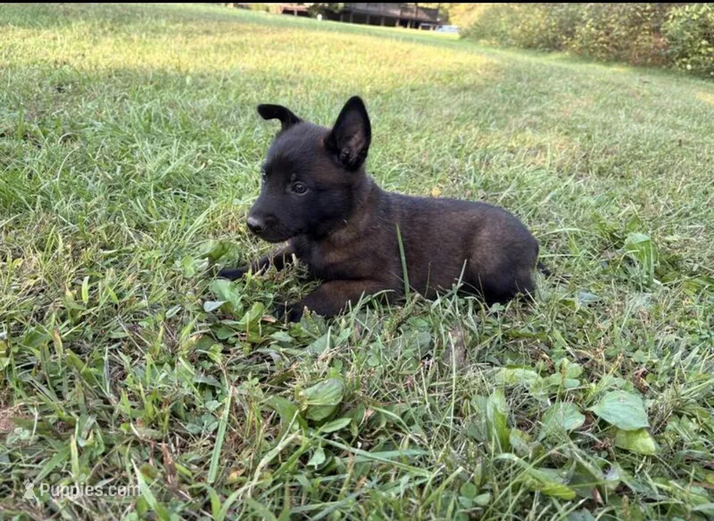Freya – Belgian Malinois puppy for sale in Minneapolis, MN