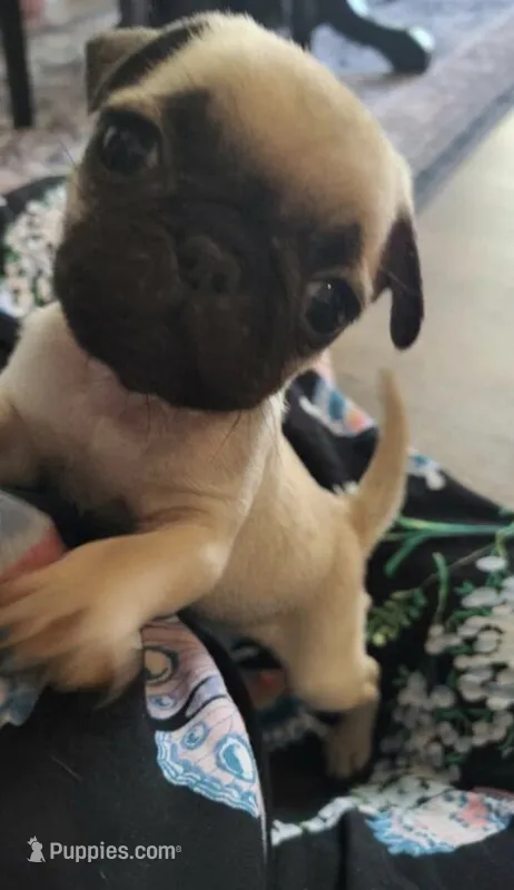 Georgie  – Pug puppy for sale in Minneapolis, MN