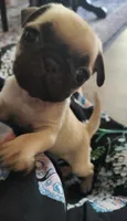 Georgie , a male Pug for sale in Minneapolis, MN – 1 of 1