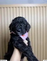Dukane , a male Goldendoodle for sale in Minneapolis, MN – 1 of 1