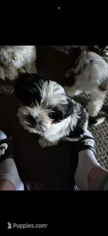 pumpkin  – Shih Tzu puppy for sale in Minneapolis, MN