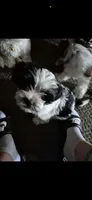 pumpkin , a female Shih Tzu for sale in Minneapolis, MN – 1 of 1