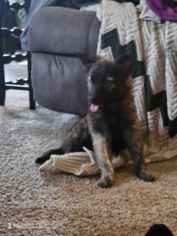 pepper  – German Shepherd Dog puppy for sale in Minneapolis, MN