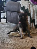 pepper , a female German Shepherd Dog for sale in Minneapolis, MN – 1 of 1