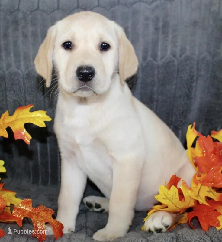 Randy – Labrador Retriever puppy for sale in Minneapolis, MN